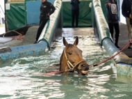 WG031025-33 - Golden De Coeur swimming